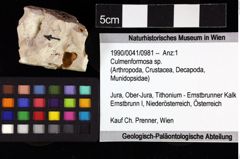 Foto (Objket + Etiketten) von Culmenformosa sp. 